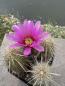 Preview: Echinocereus enneacanthus